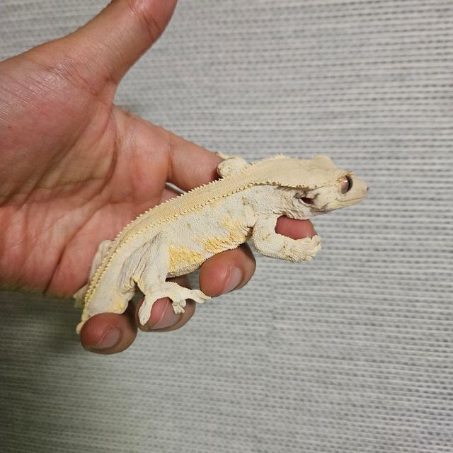 릴리화이트