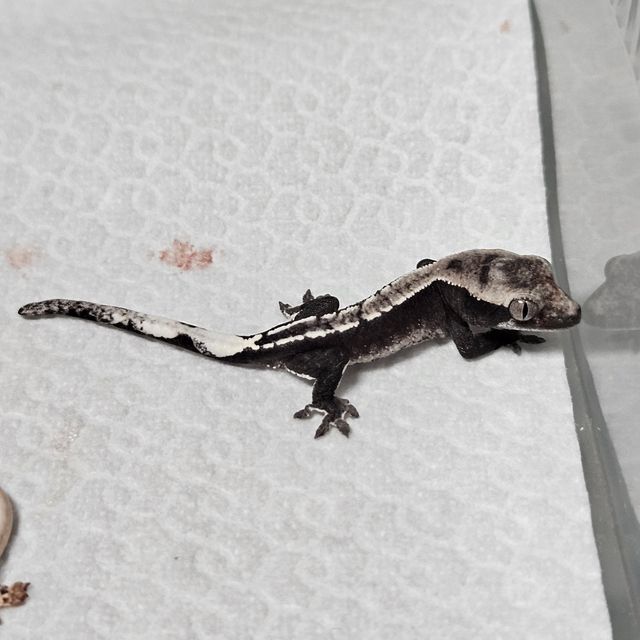 아잔틱