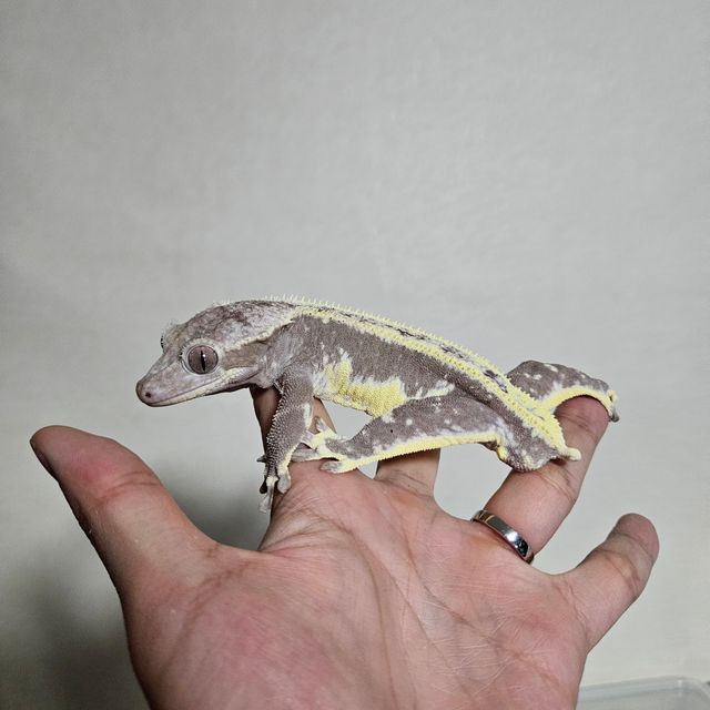 릴잔틱
