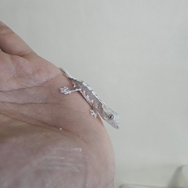 릴잔틱