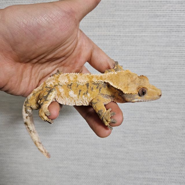 트라이