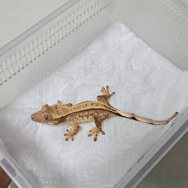 쿼드 핀스트라이프 트라이