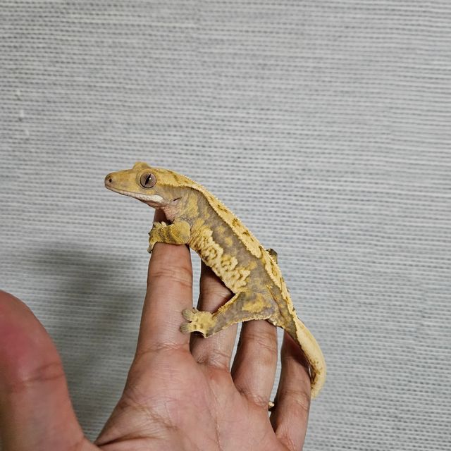 트라이 핀스트라이프
