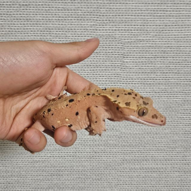 슈퍼달마시안