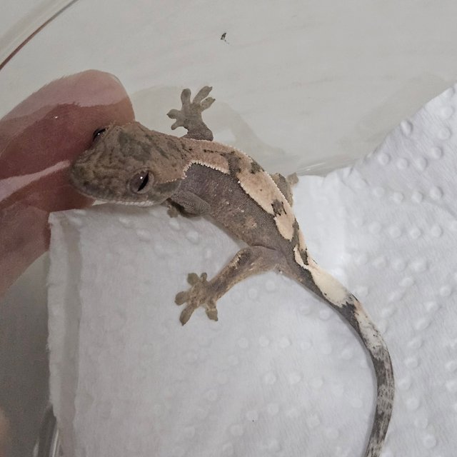 세이블 100%헷아잔틱