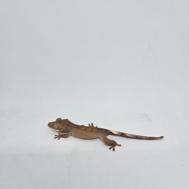 벅스킨 카푸치노
