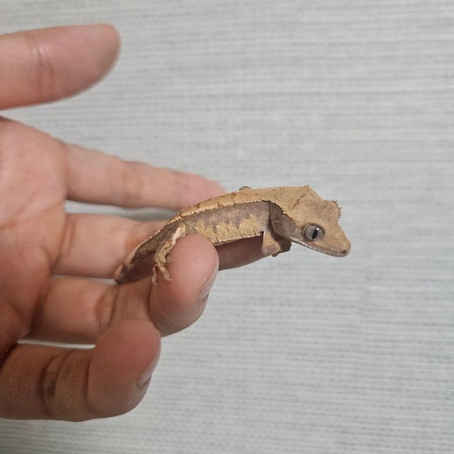 트라이 익스트림할리퀸