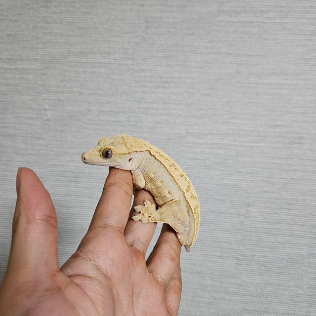 핀스트라이프