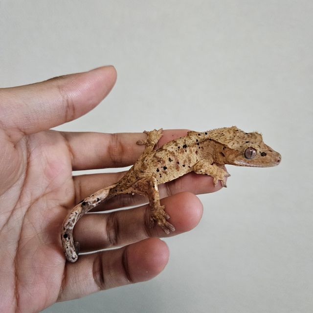 슈퍼달마시안