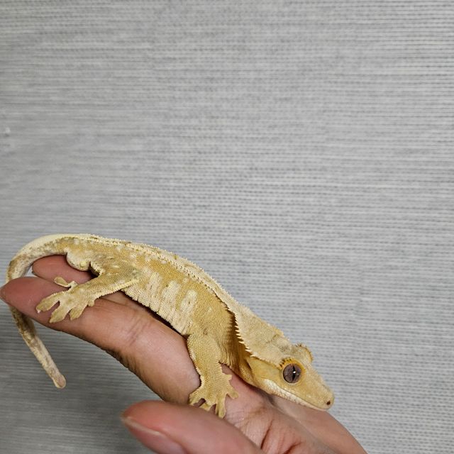 크림시클