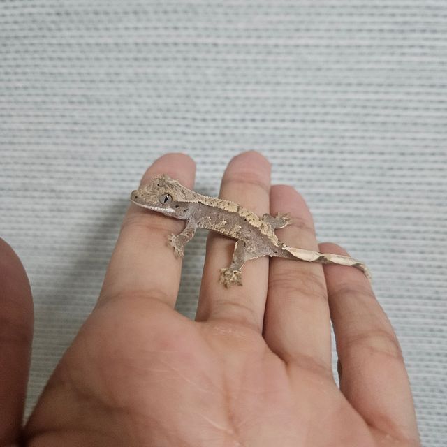 할리퀸