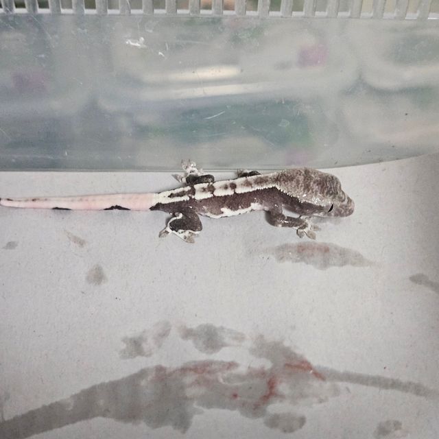 릴잔틱
