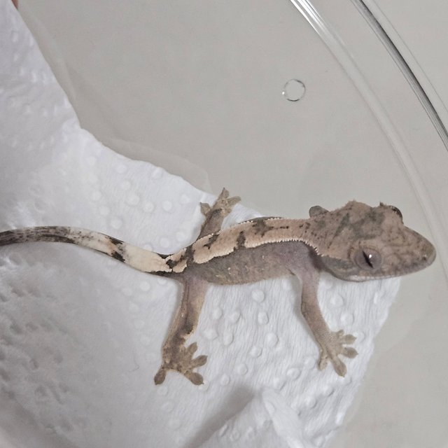 세이블 100%헷아잔틱