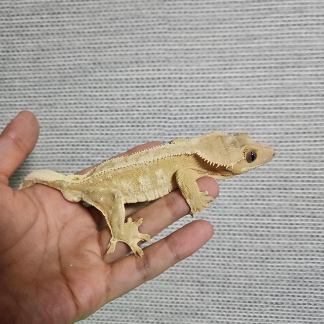 드리피 크림시클