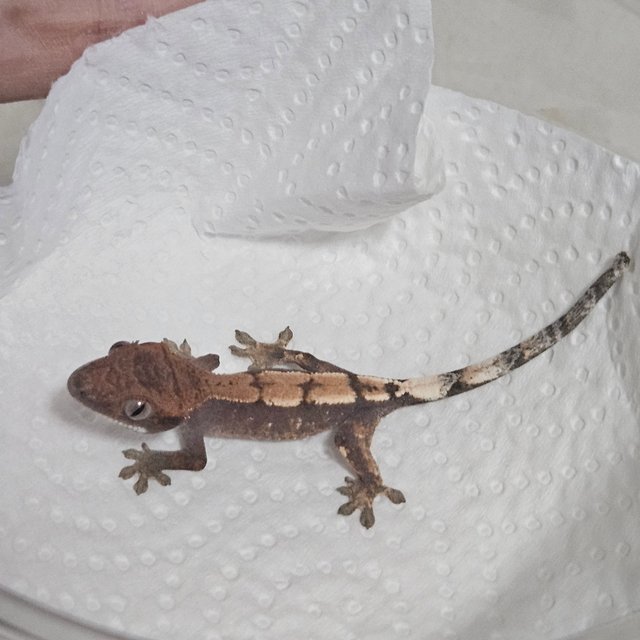 세이블 100%헷아잔틱