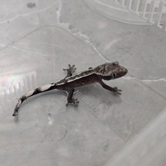 아잔틱
