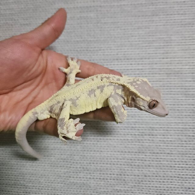 프라푸치노