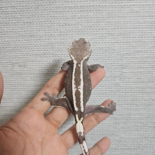 아잔틱