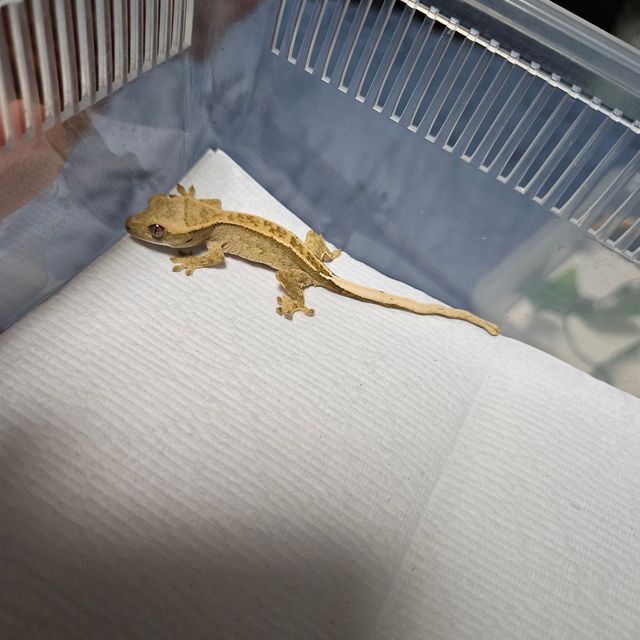 트라이 익스트림할리퀸