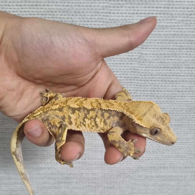 트라이 익스트림할리퀸 바브