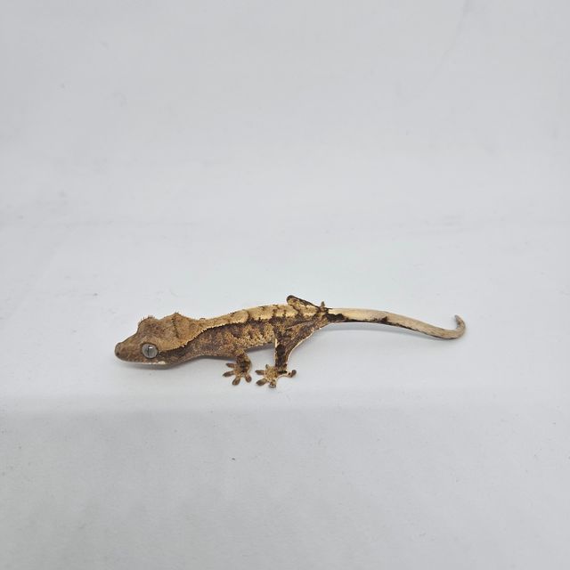 트라이 익스트림할리퀸