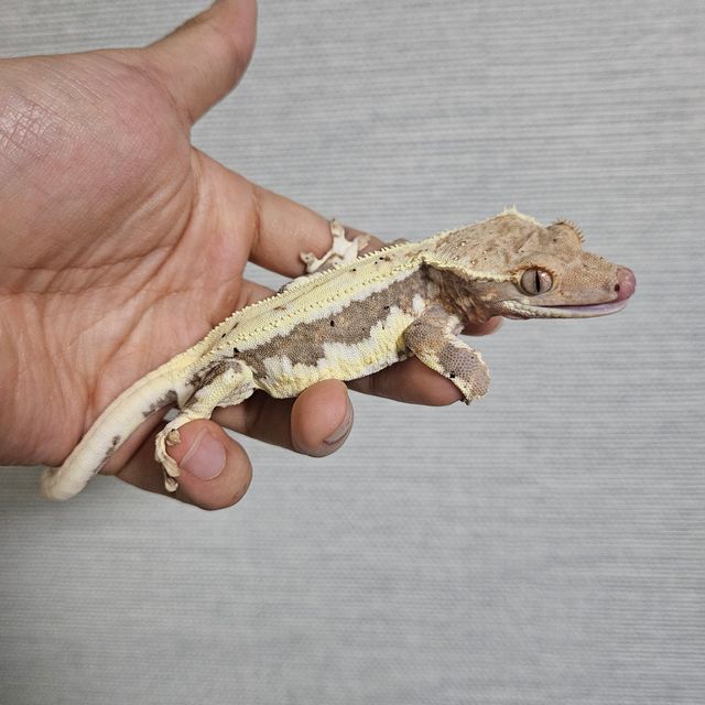 릴리100%헷아잔틱