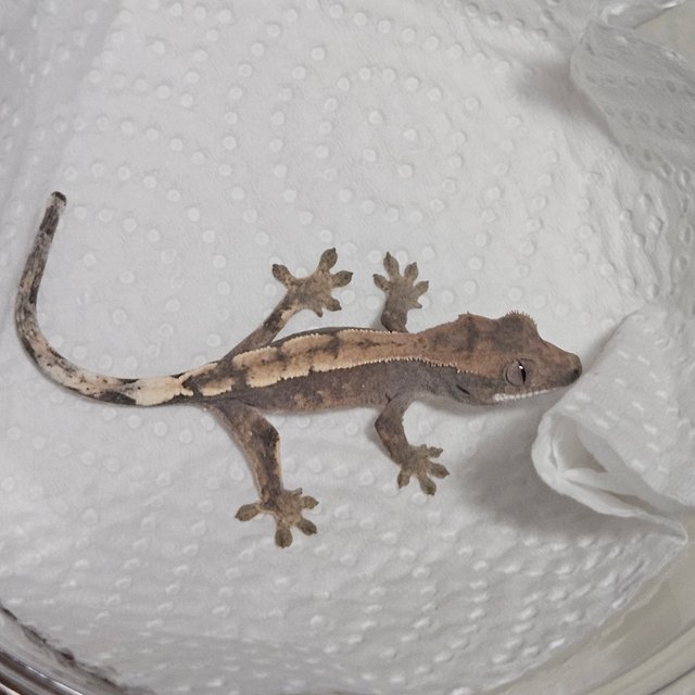 세이블 100%헷아잔틱