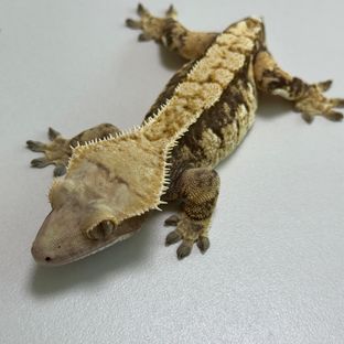 노멀 트라이