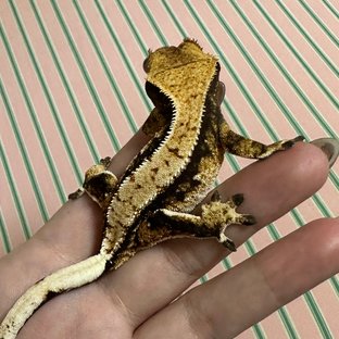 익스트림할리퀸 화이트 화이트핀 할리퀸