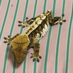 익스트림할리퀸 할리퀸 화이트포트홀 화이트핀