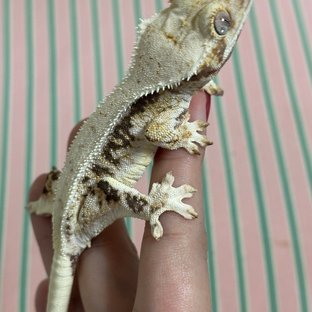 릴리화이트 화이트포트홀 화이트스팟 화이트핀