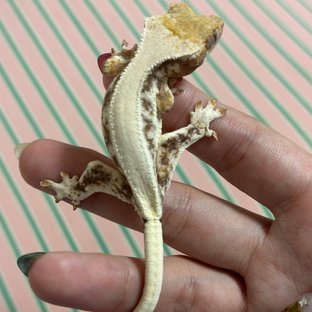 릴리화이트 화이트스팟