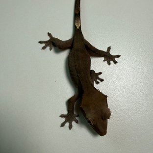 챠콜