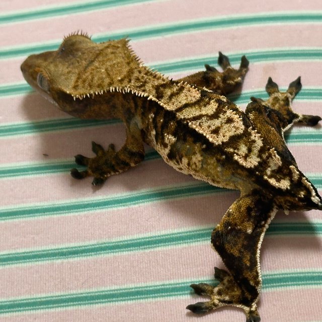 할로윈 트라이 익스트림할리퀸