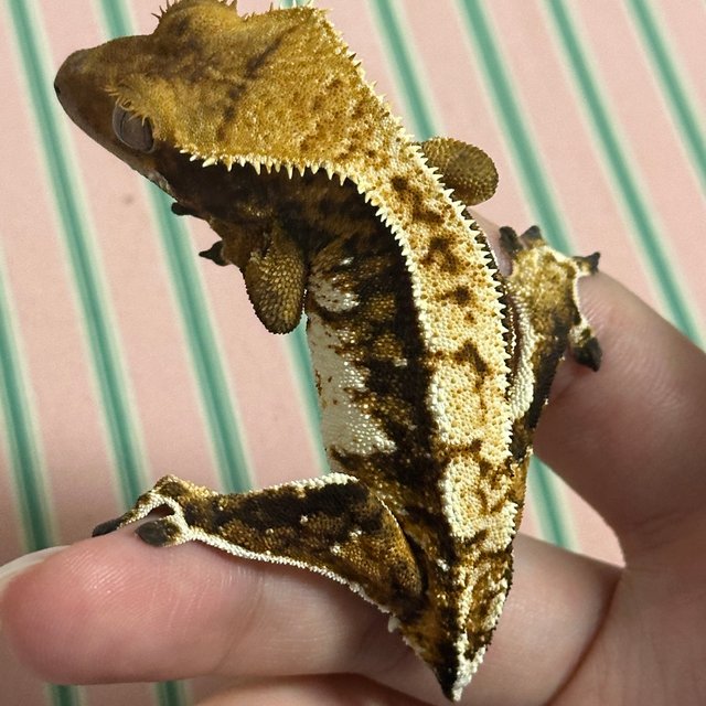 익스트림할리퀸 할리퀸 화이트포트홀 화이트핀