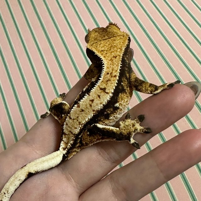 익스트림할리퀸 화이트 화이트핀 할리퀸