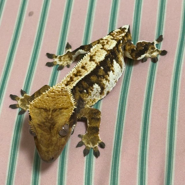 익스트림할리퀸 할리퀸 화이트포트홀 화이트핀