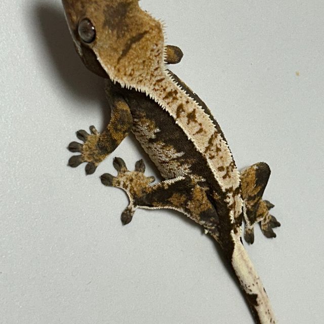 노멀 화이트핀 화이트스팟