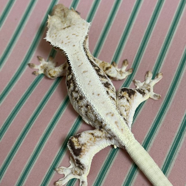 릴리화이트 화이트포트홀 화이트스팟 화이트핀