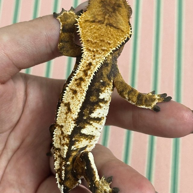 익스트림할리퀸 할리퀸 화이트포트홀 화이트핀