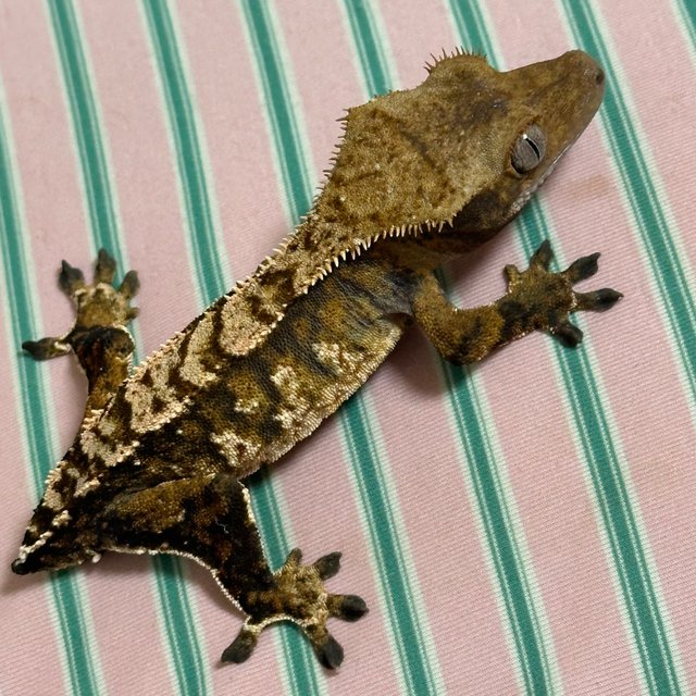 할로윈 트라이 익스트림할리퀸