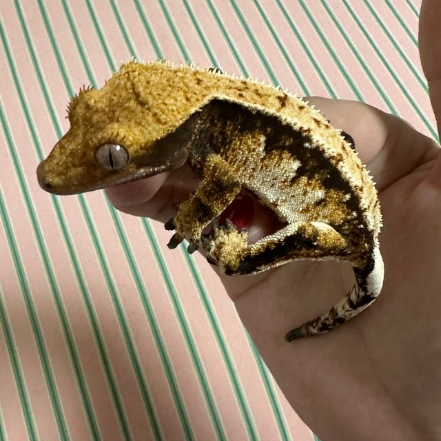 익스트림할리퀸 화이트 화이트핀 할리퀸