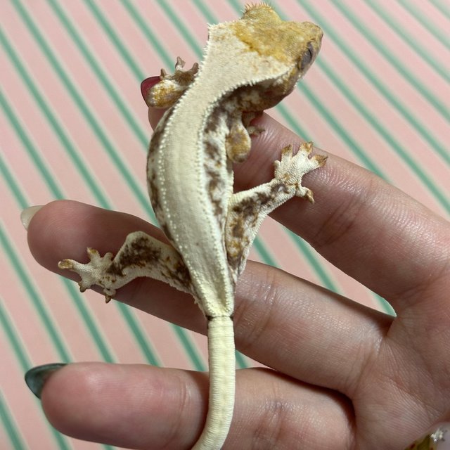 릴리화이트 화이트스팟