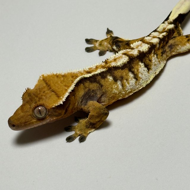 화이트핀 노멀 화이트