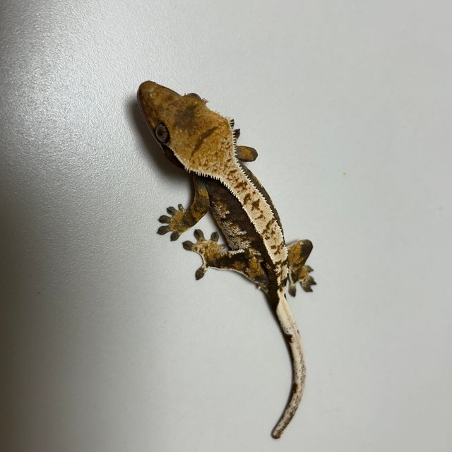 노멀 화이트핀 화이트스팟