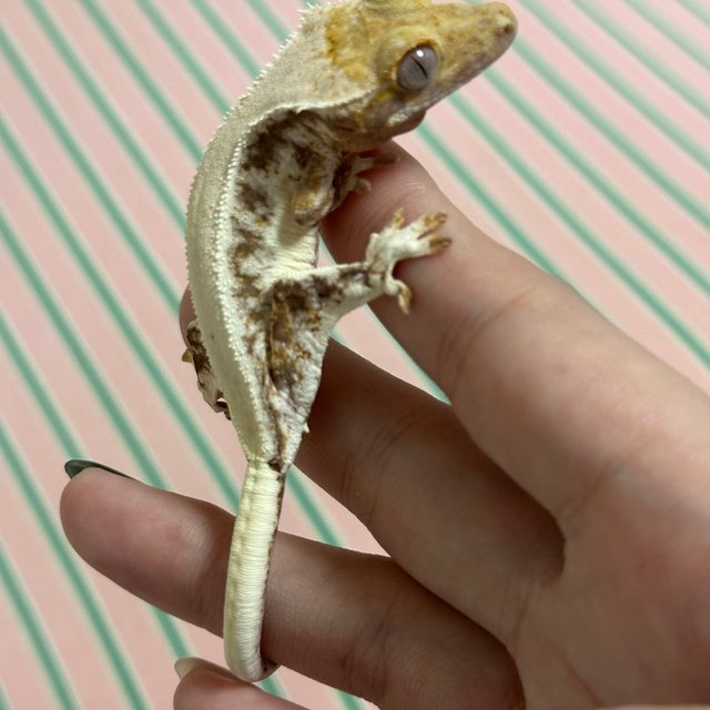 릴리화이트 화이트스팟