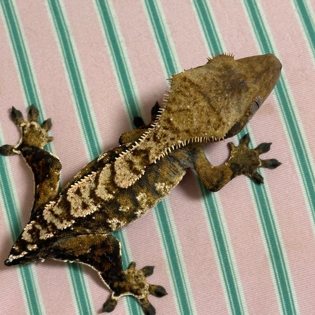 할로윈 트라이 익스트림할리퀸