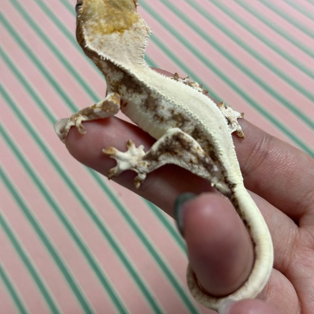 릴리화이트 화이트스팟