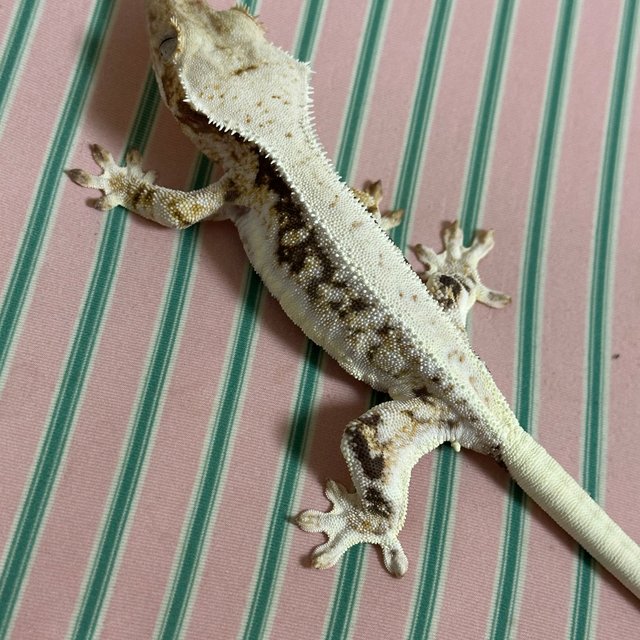 릴리화이트 화이트포트홀 화이트스팟 화이트핀