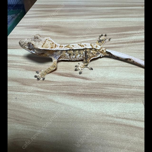 트라이